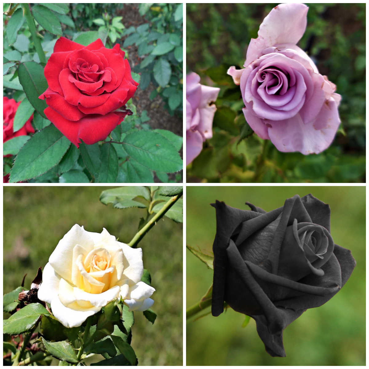 Cores de rosas vermelha, lavanda, creme e preta — o simbolismo de cada uma é diferente.