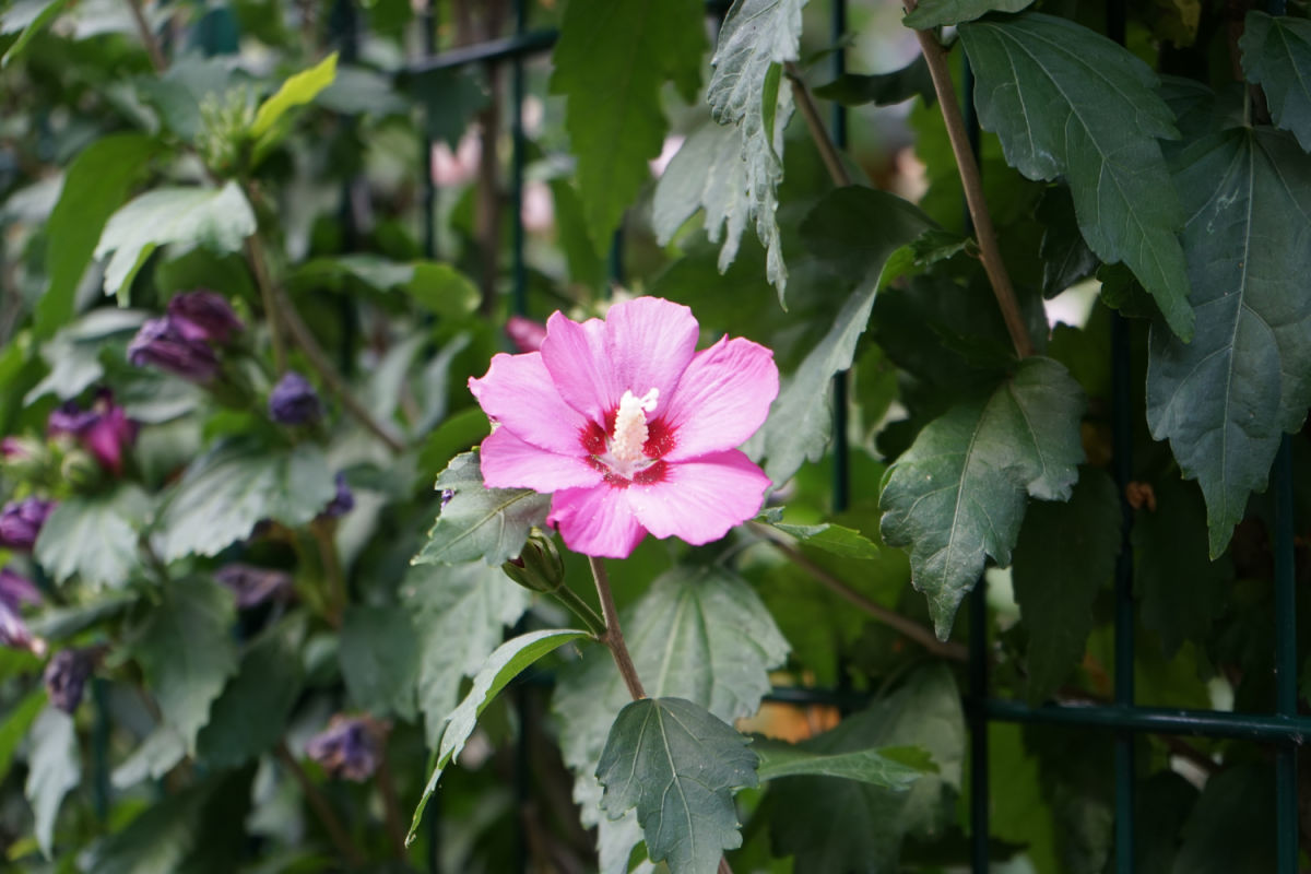 As flores cor-de-rosa da rosa-de-sarom aparecendo através de uma cerca de metal.