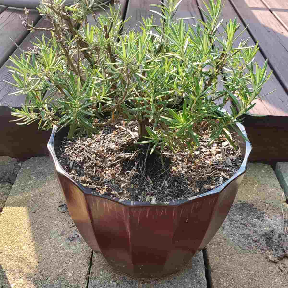 Planta de alecrim em um grande vaso marrom em um peitoril de pátio.