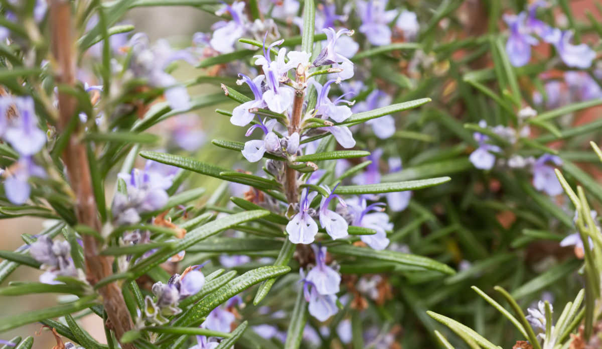 Planta de alecrim com flores de cor lilás