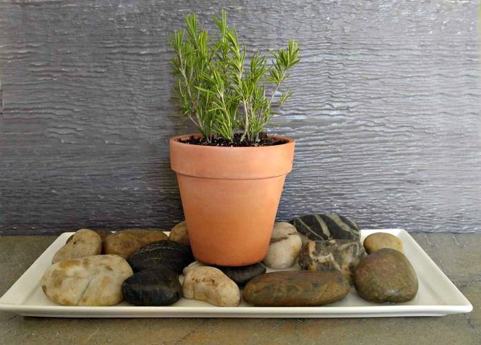 humidity tray Rosemary plant growing on a tray lined with stones to add extra humidity.