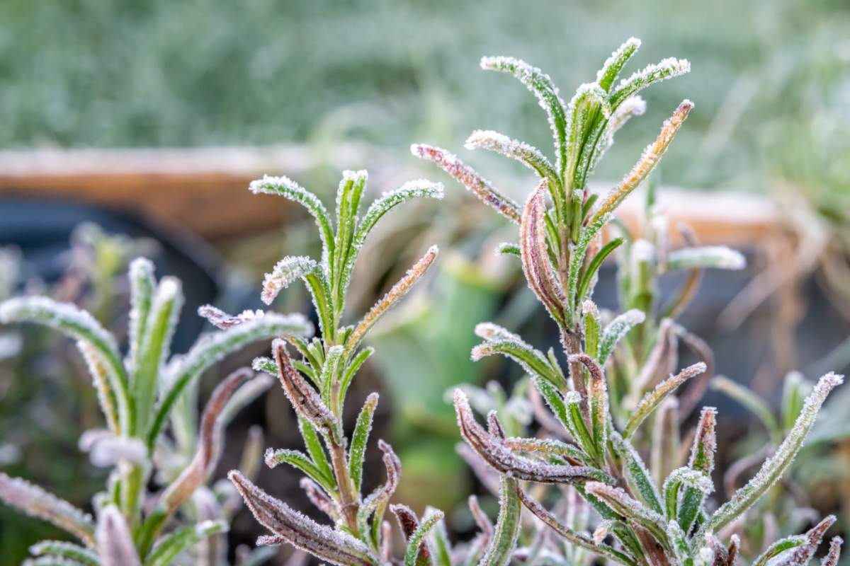 Planta de alecrim no inverno.