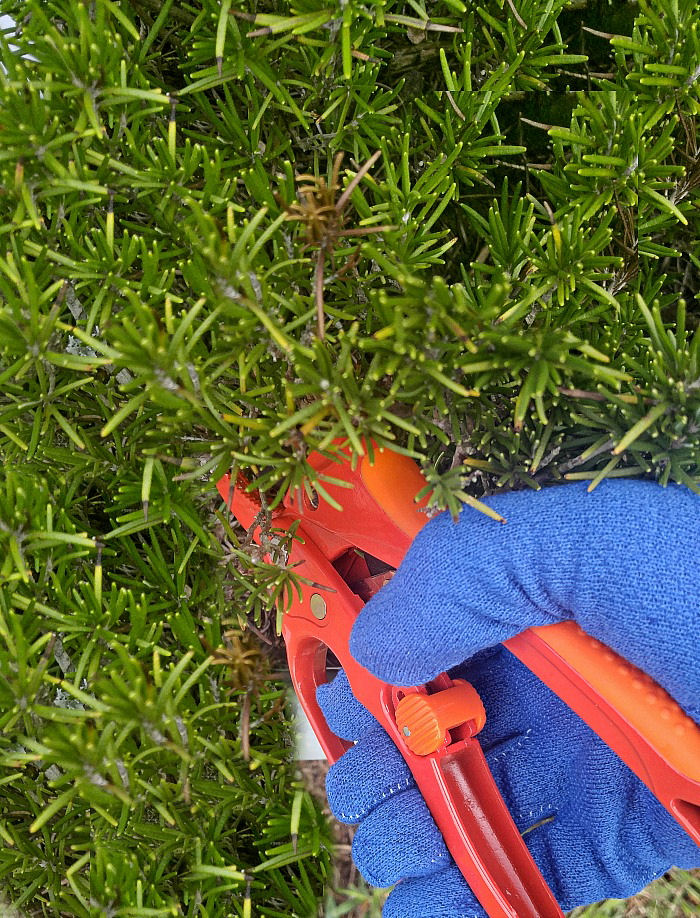 Mão com luva segurando podadores vermelhos, fazendo poda severa em uma planta de alecrim.