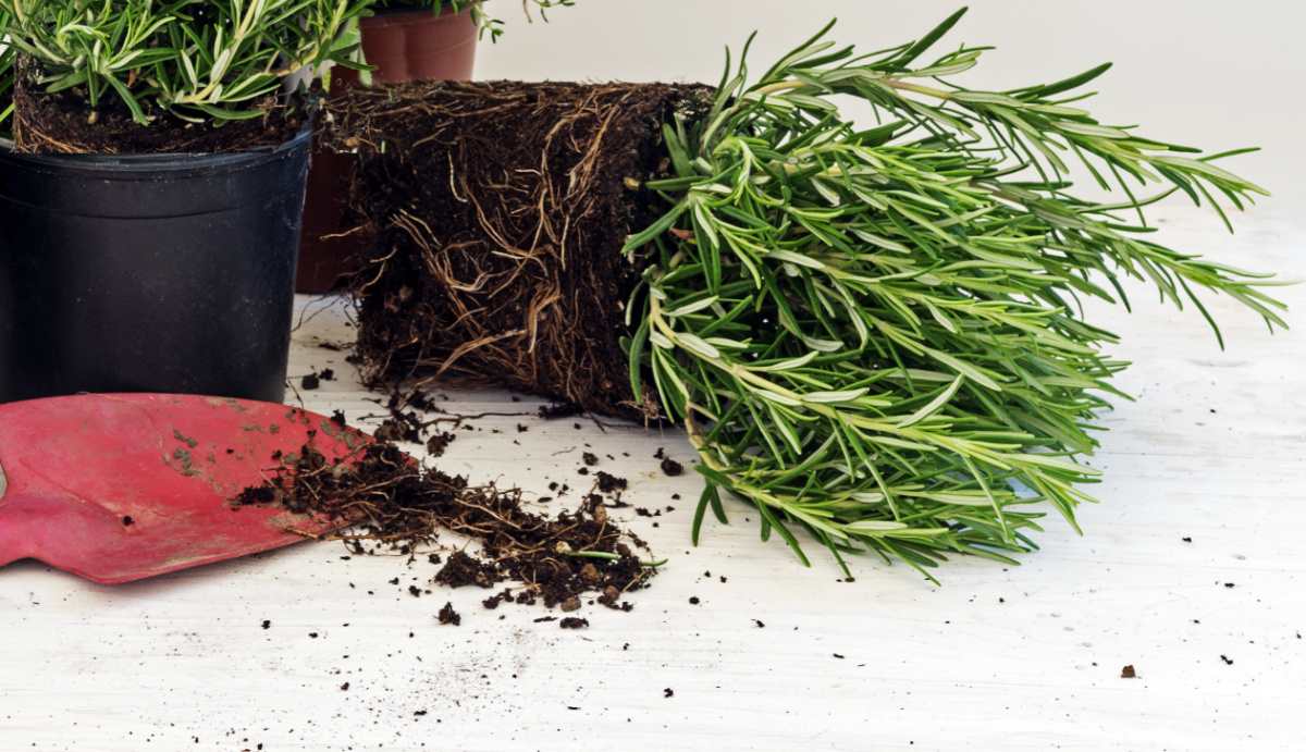 Planta de alecrim com o vaso removido para mostrar a bola de raiz e uma pequena pá.
