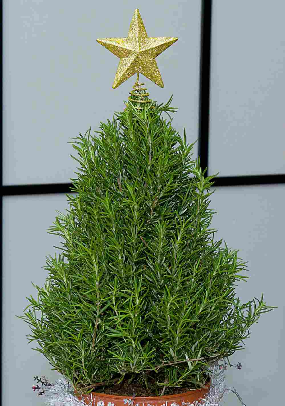 Planta de alecrim em forma de árvore de Natal com estrela no topo.