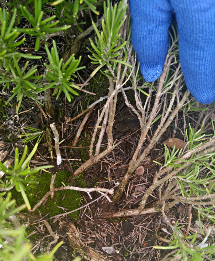 Mão em uma luva de jardinagem mostrando novo crescimento acima dos caules lenhosos do alecrim.