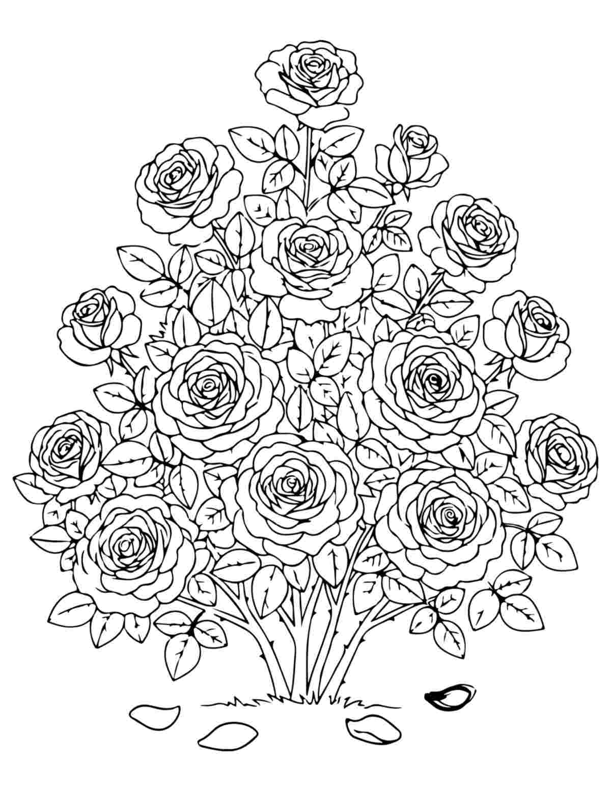 Uma página para colorir de rosas com uma grande roseira no centro da página para colorir.