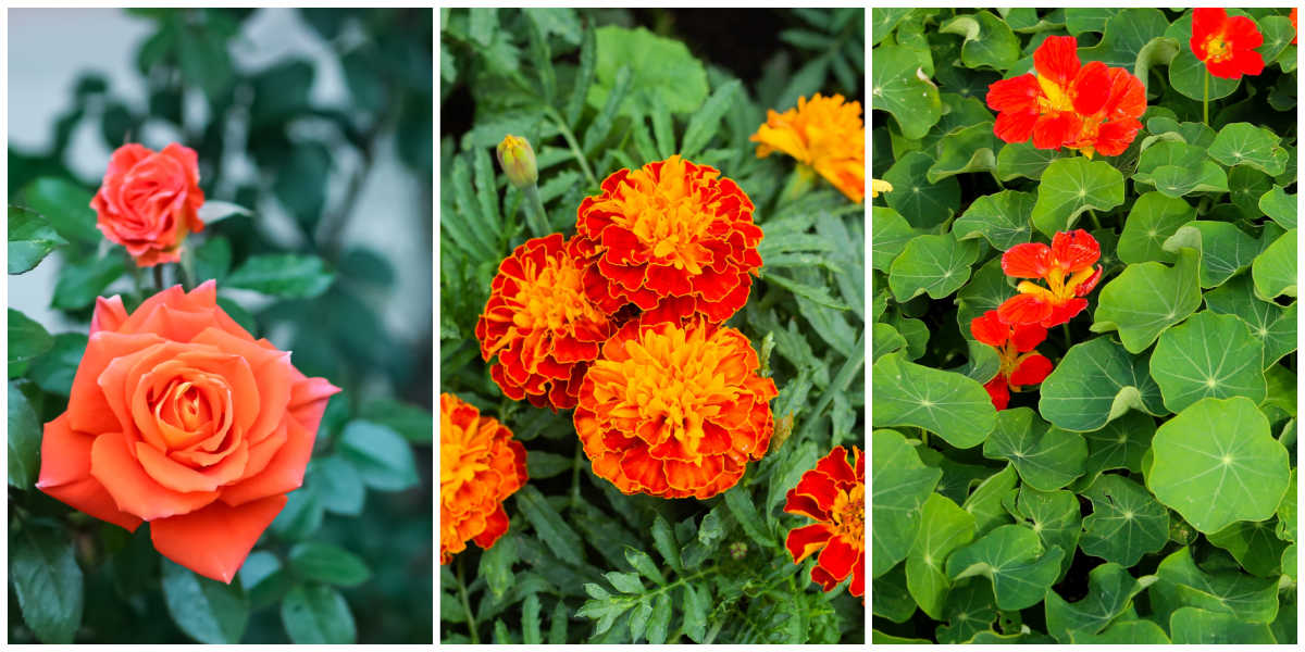 Plantas companheiras de flores para a cebolinha. Uma colagem com imagens de rosas, calêndulas e capuchinhas.