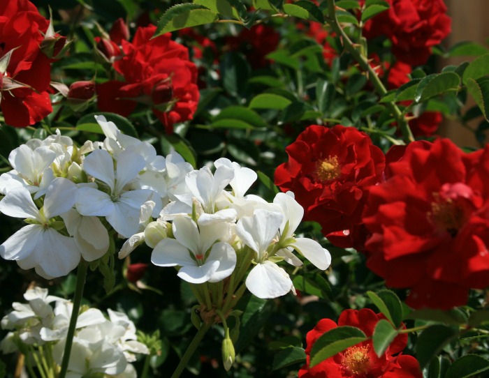 Roseira