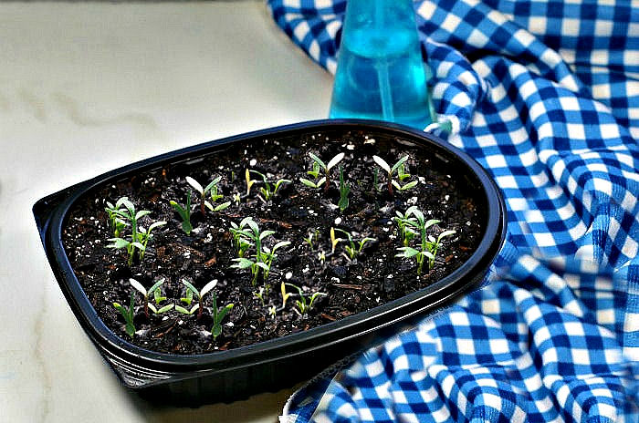 Sementes plantadas em um recipiente de frango assado reaproveitado como bandeja faça você mesmo para iniciar sementes, ao lado de um pano azul.