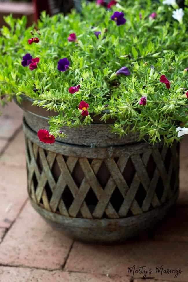 Um close de um vaso de flores