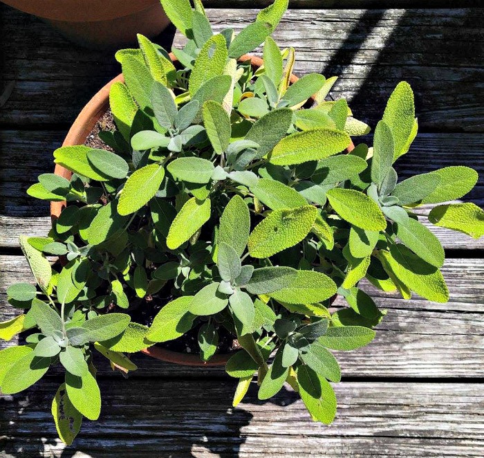 Salvia Fresca