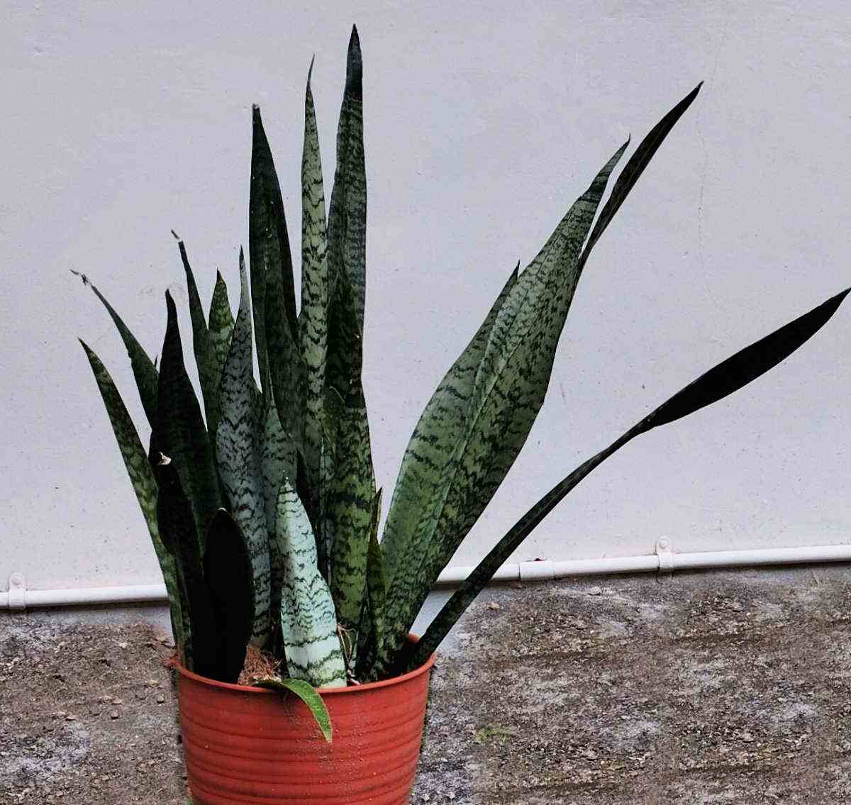 Sansevieria zelyanica em um vaso vermelho.