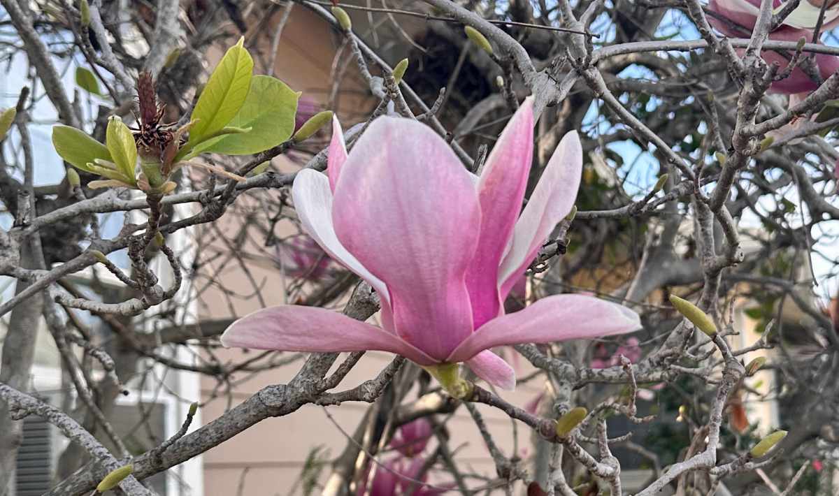 Uma foto de close de uma magnólia em forma de prato (Magnolia x soulangeana), mostrando uma flor clara nesta árvore com flores pink, rodeada por muitos galhos nus.