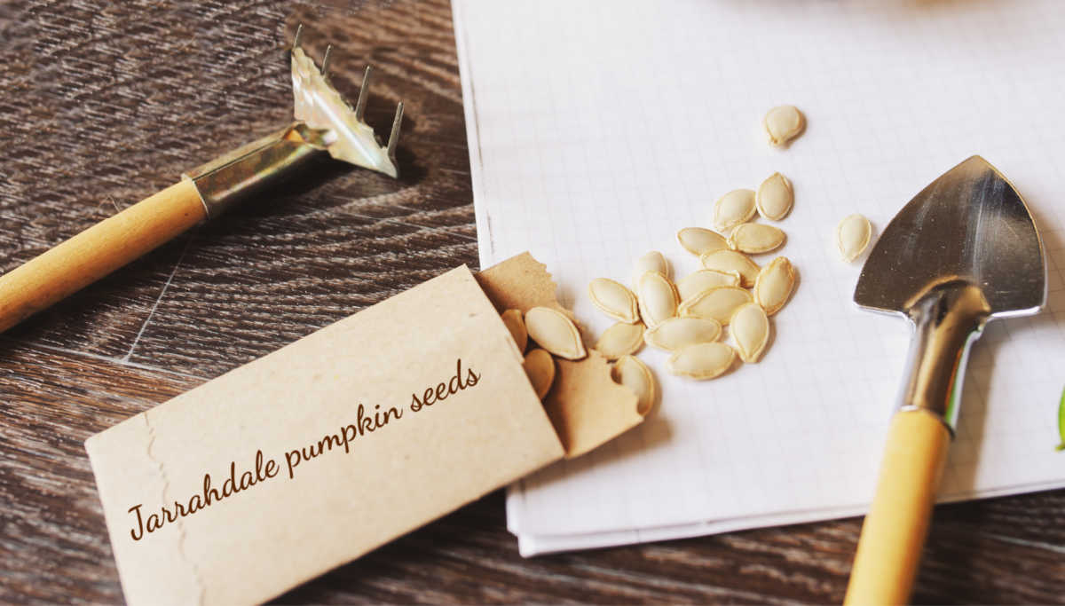 saving heirloom seeds. Jarrahdale heirloom pumpkin seeds in a package with garden tools.