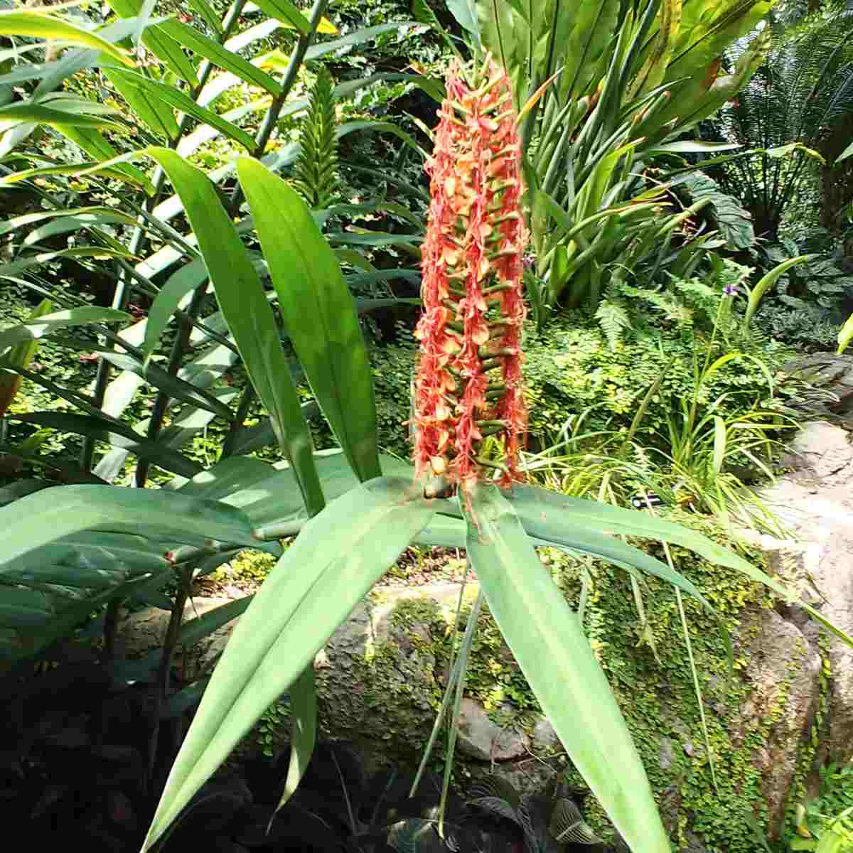 Lírio-ginger-escarlate (Hedychium coccineum) Uma haste de flores laranjas de Hedychium coccineum, conhecidas popularmente como lírio-ginger-escarlate.