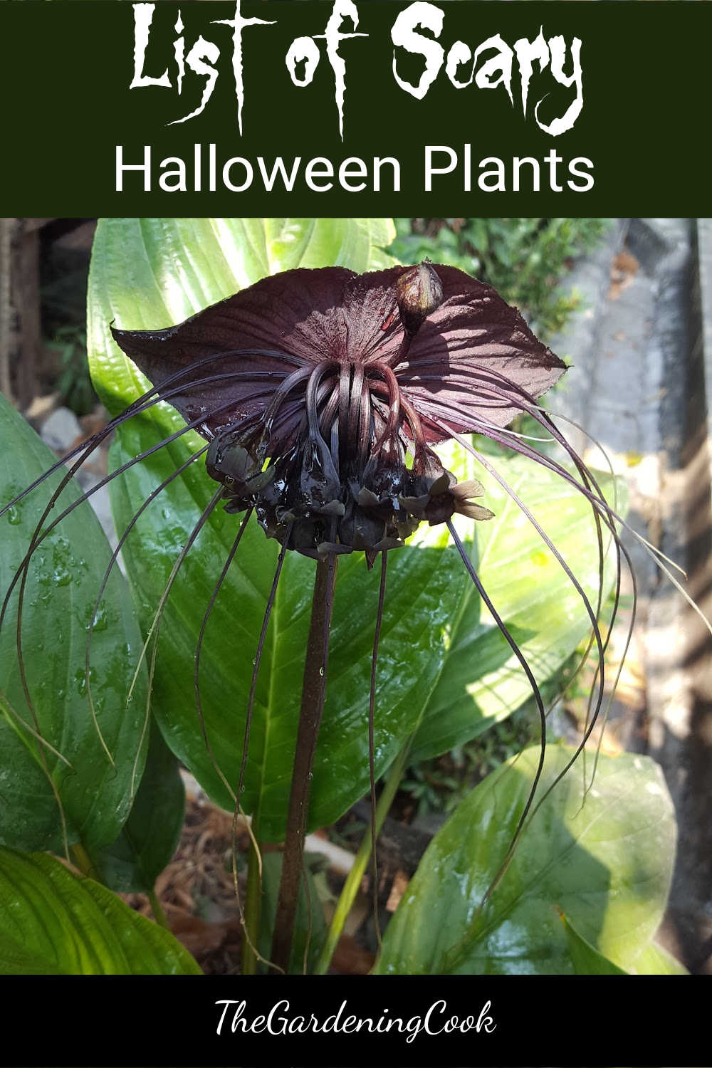 Lírio cabeça de morcego e texto Lista de Plantas de Halloween Assustadoras.