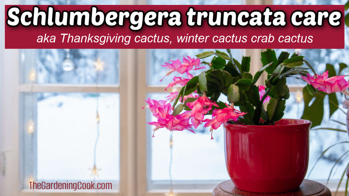 Cuidando da Schlumbergera truncata. Um cacto de Ação de Graças em um vaso vermelho na janela com neve do lado de fora. Uma caixa de texto vermelha diz cuidados com Schlumbergera truncata, também conhecido como cacto de Ação de Graças, cacto de inverno, cacto caranguejo.