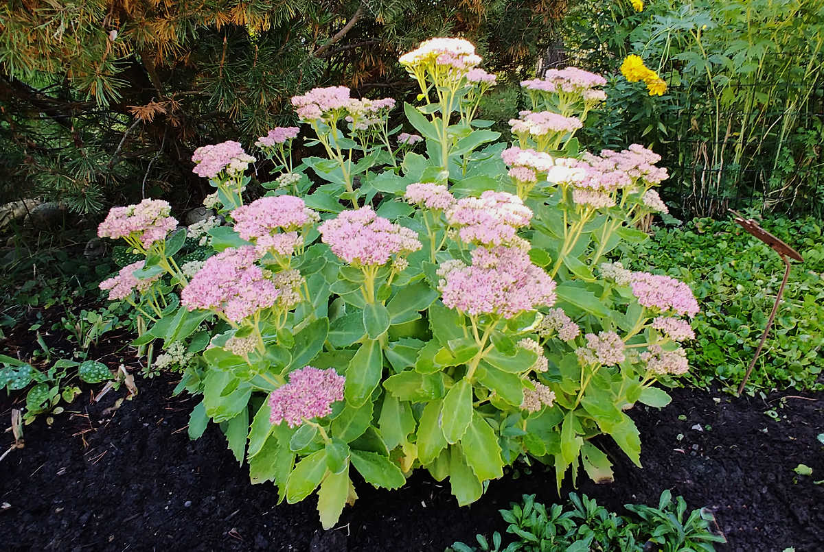Sedum Autumn Joy em plena floração em um jardim.