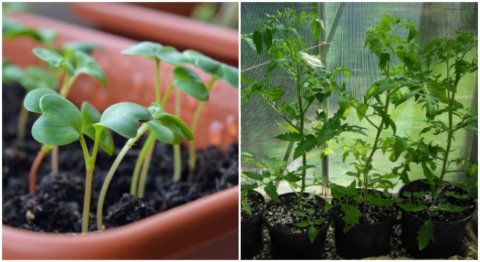 Sementes começando a germinar em um recipiente e mudas em vasos individuais para uma horta de hortaliças na varanda.