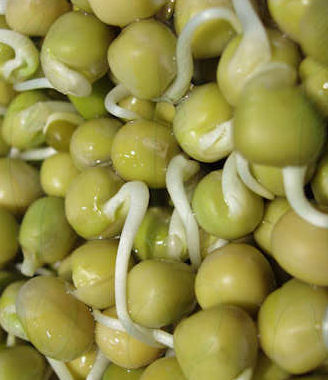 Ajude as sementes a germinar