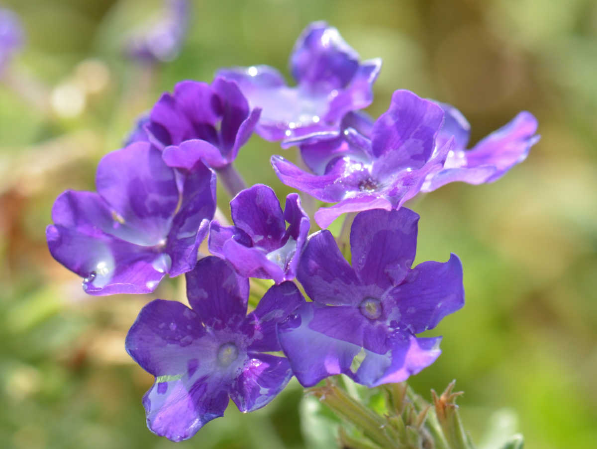 Um close de uma flor de browallia.