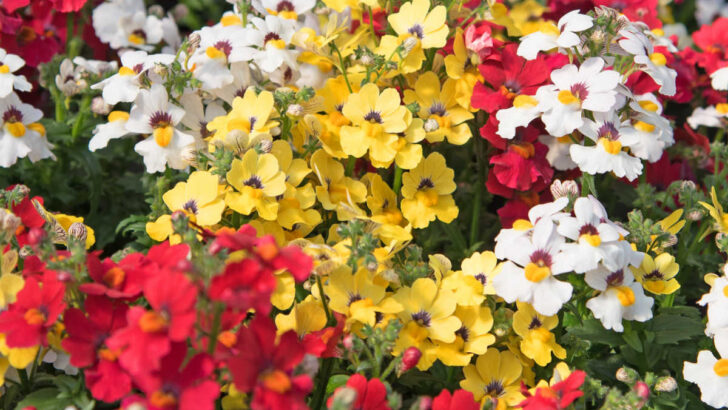Close das flores autolimpantes de nemesia.