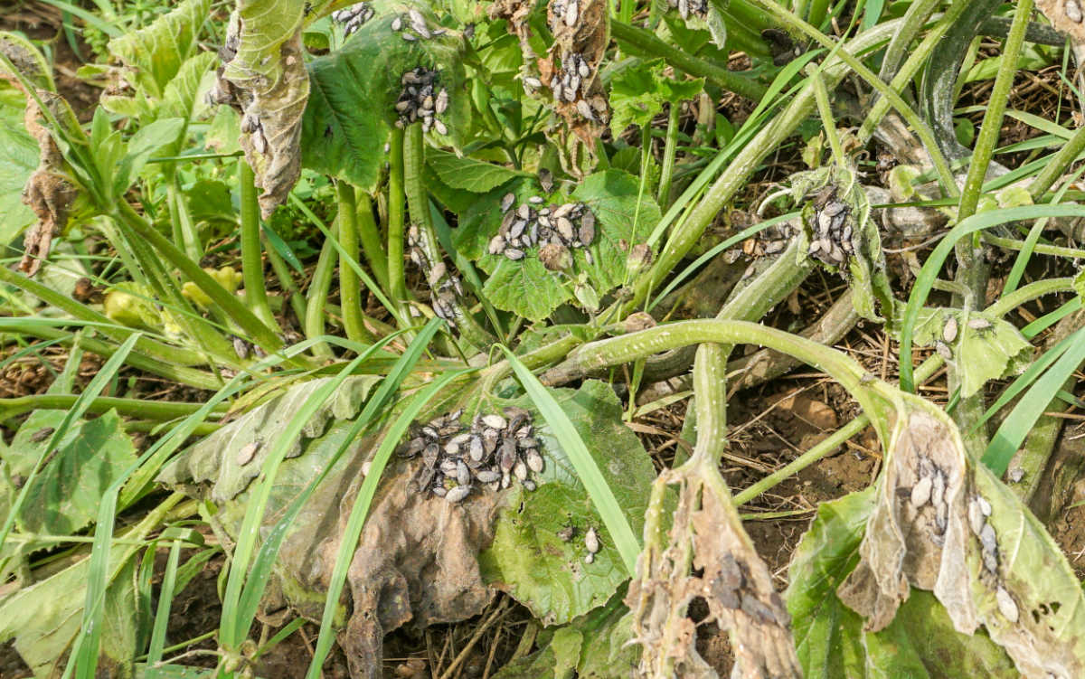 Uma infestação severa de insetos do abobrinha causando danos significativos nas folhas e vinhas.