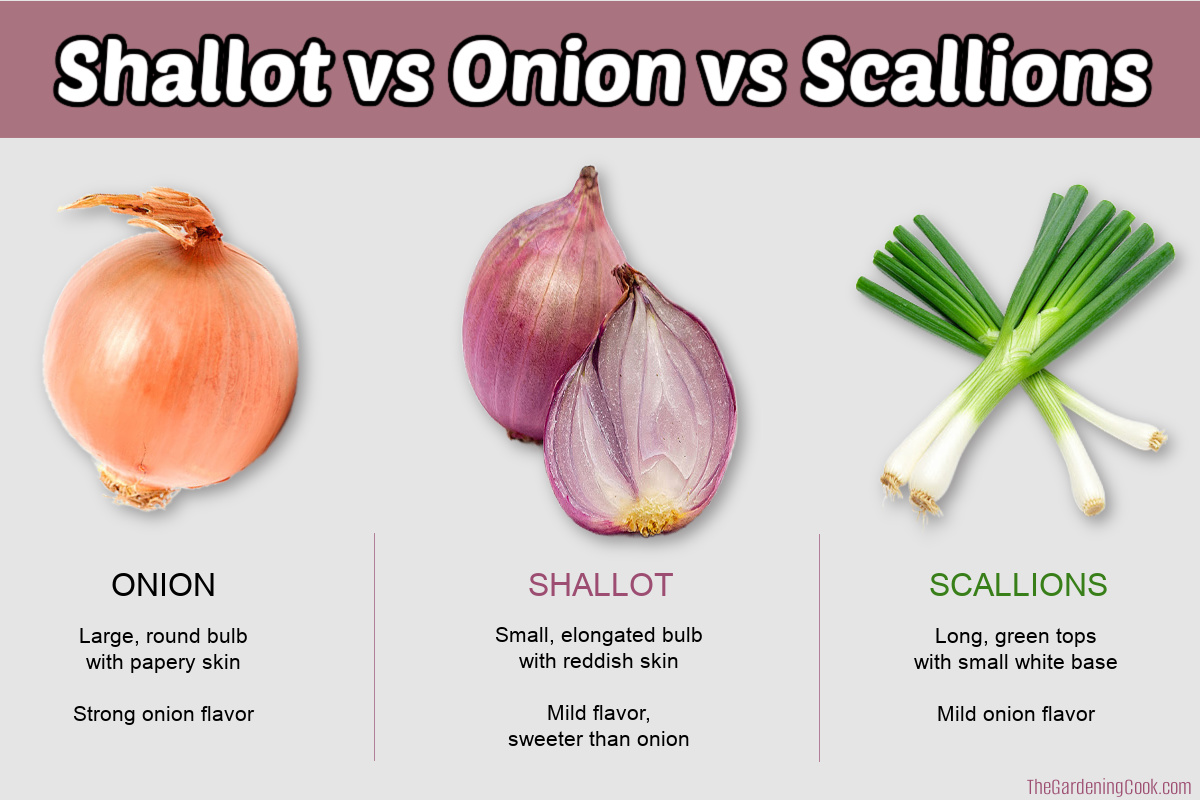 Imagens de chalotas vs cebola vs cebolinha com nome e descrição e detalhes de sabor.