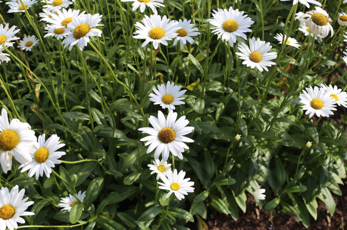 Uma massa de alegres flores brancas de margarida Shasta.