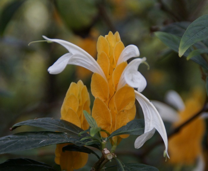 Planta de camarão dourado