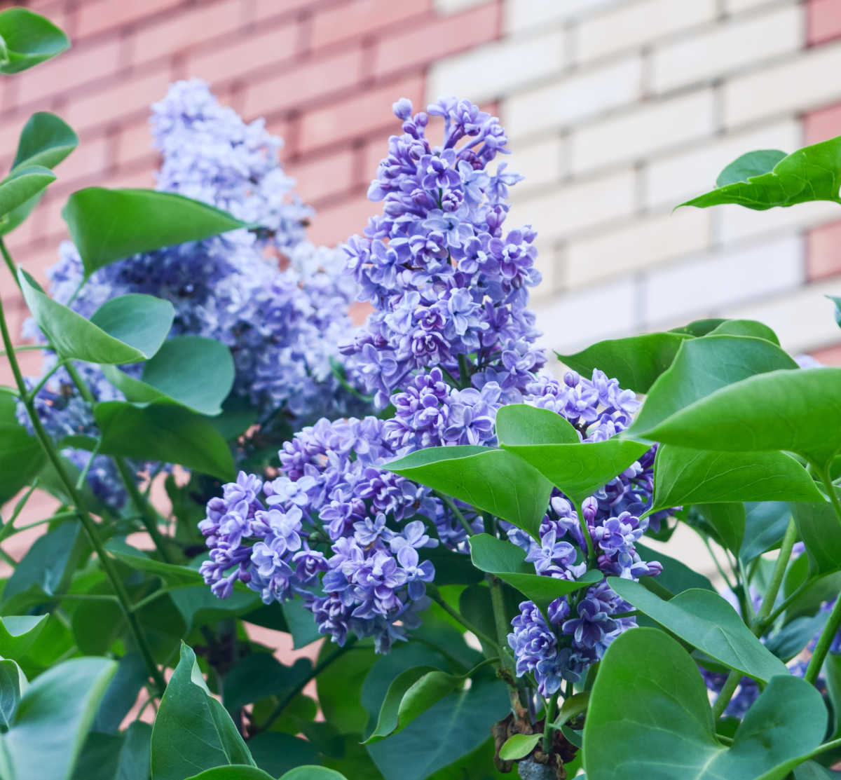 Uma lilás roxa florescendo na primavera ao lado de uma parede de tijolos.