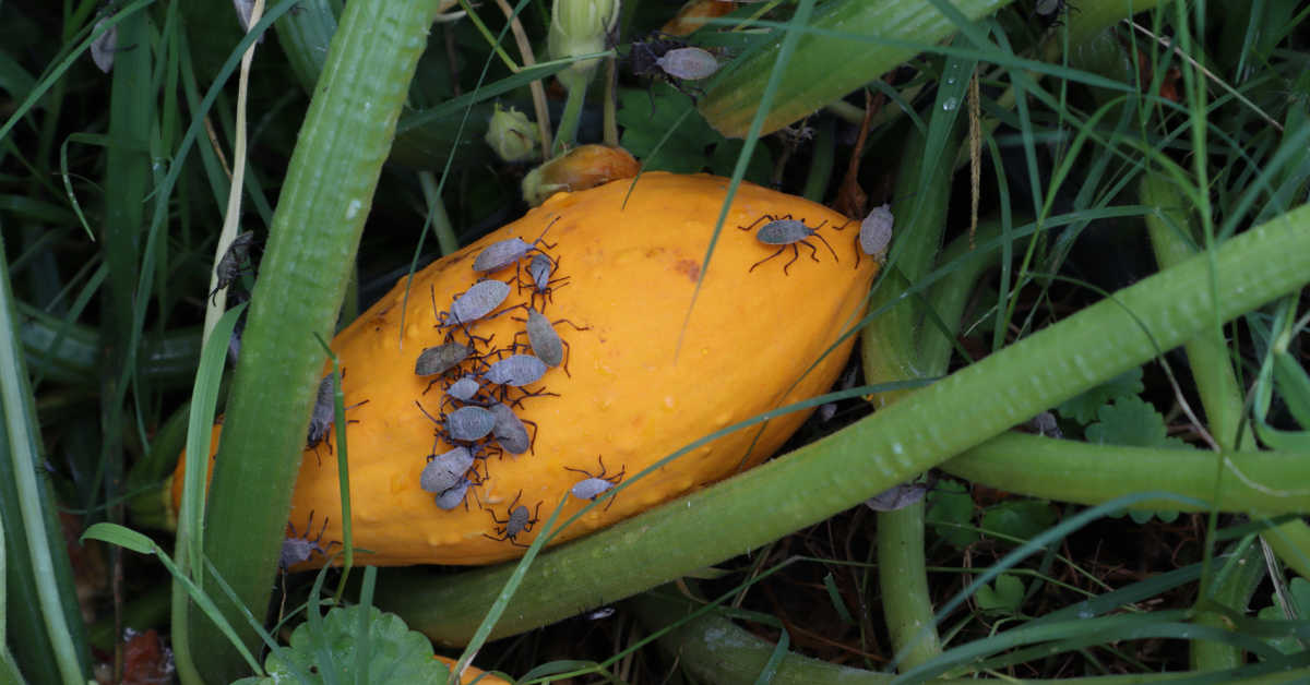 Abobrinha amarela em um jardim com ninfas de insetos do abobrinha rastejando sobre ela.
