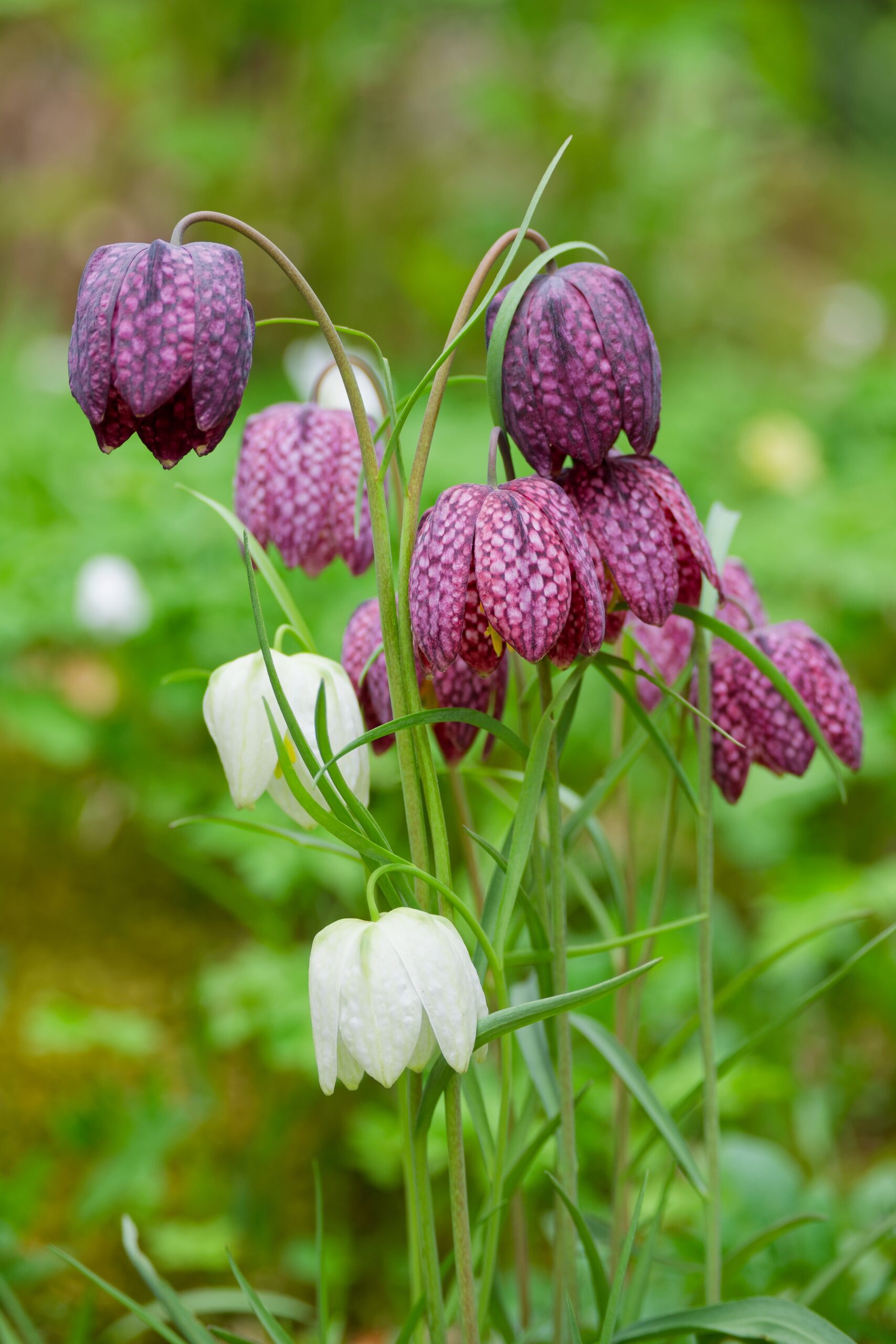 Um close-up de flores de fritilária roxas e brancas voltadas para baixo.