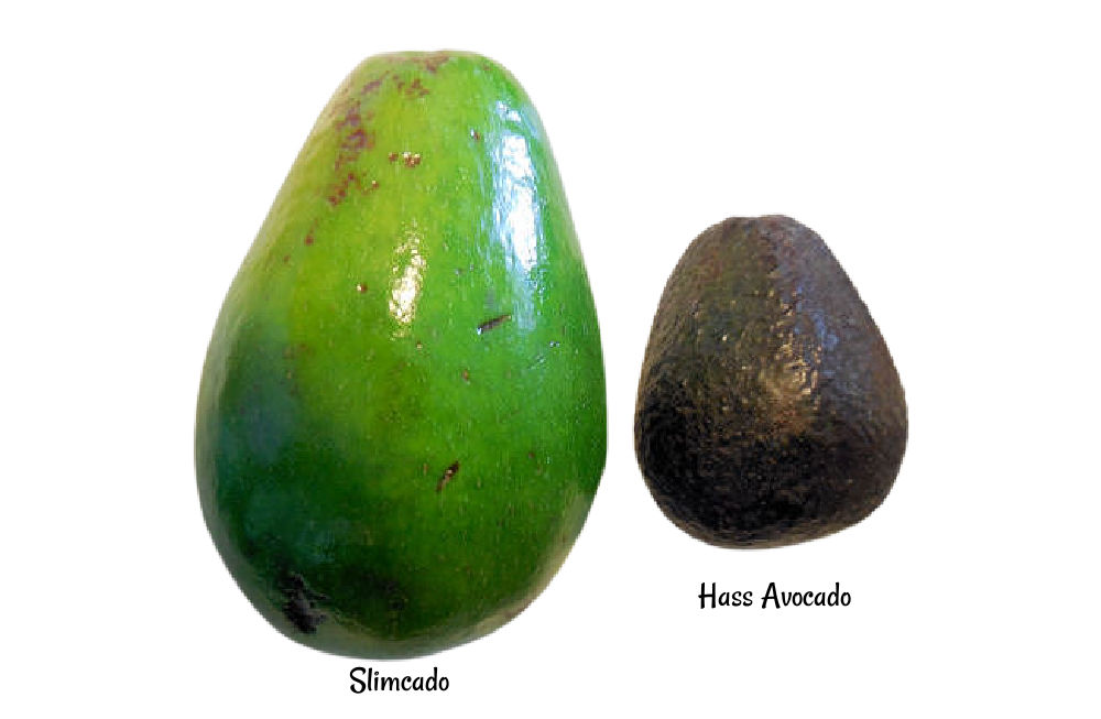 Slimcado de casca verde vs abacate Hass.
