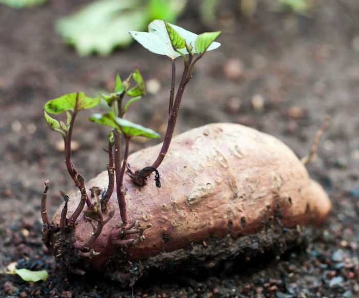 Brotações de batata-doce em uma batata inteira no solo, com várias brotações crescendo.