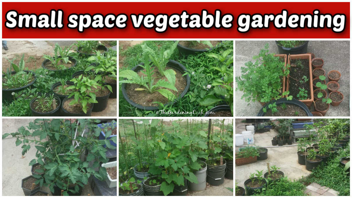 jardinagem em espaço pequeno Uma colagem mostrando fotos de vegetais crescendo em vasos em um pátio de fundos. Uma caixa de texto vermelha lê Jardinagem em espaço pequeno.