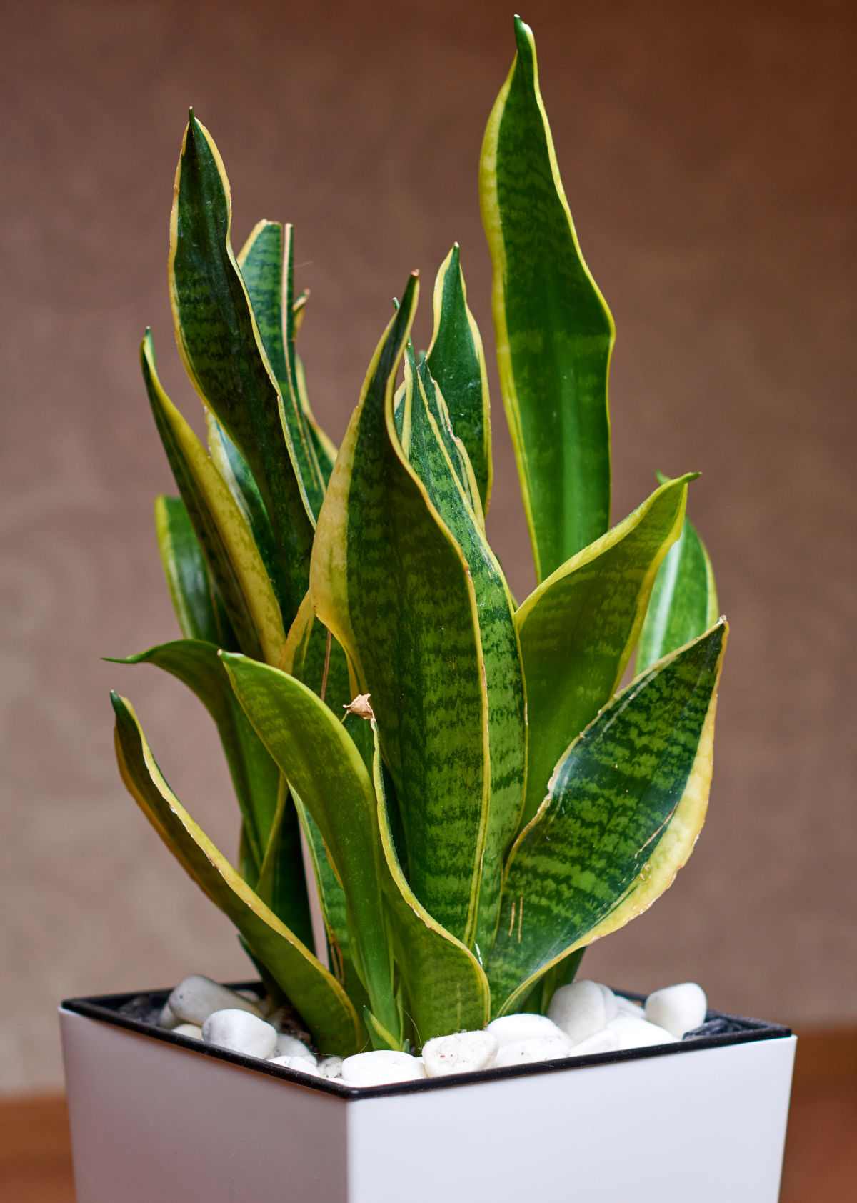 Snake plant em um vaso branco com pedras decorativas.