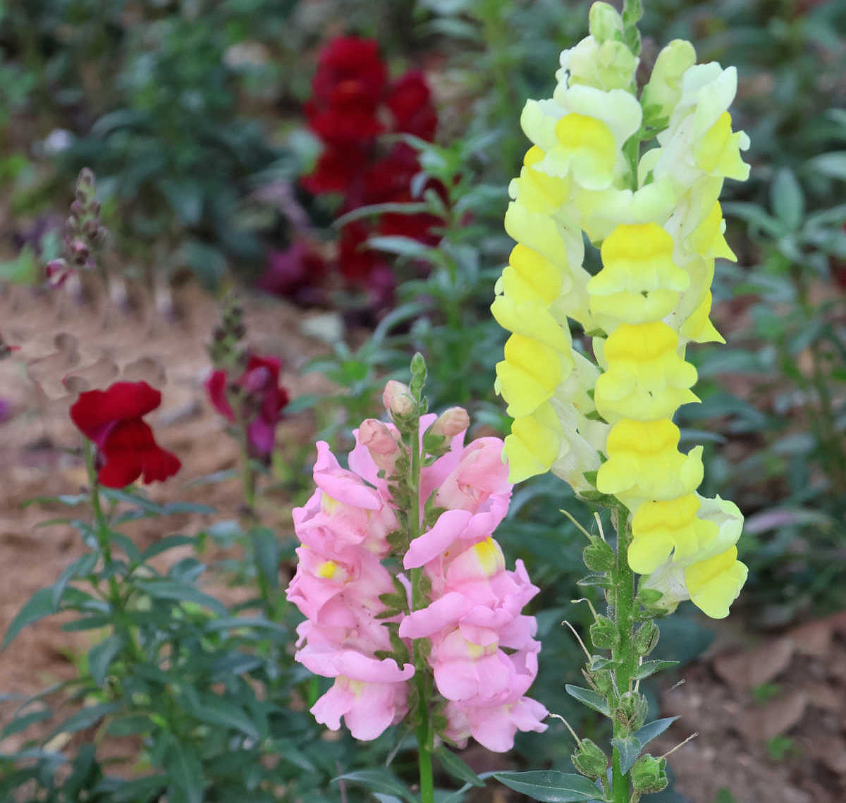 Antirrino, uma anual de jardim cottage com flores rosa, amarelas e vermelhas.