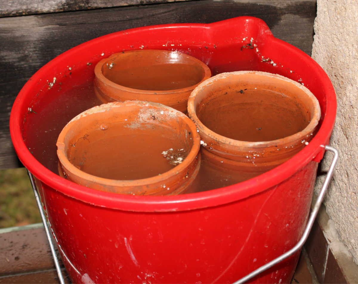 Vasos de barro em um balde vermelho cheio de água e vinagre.