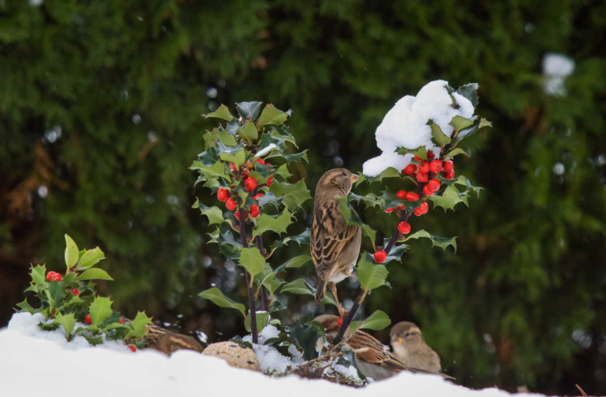 Os pardais adoram bagas de azevinho. Arbusto de azevinho com bagas e neve atraindo pardais para o seu quintal no inverno.
