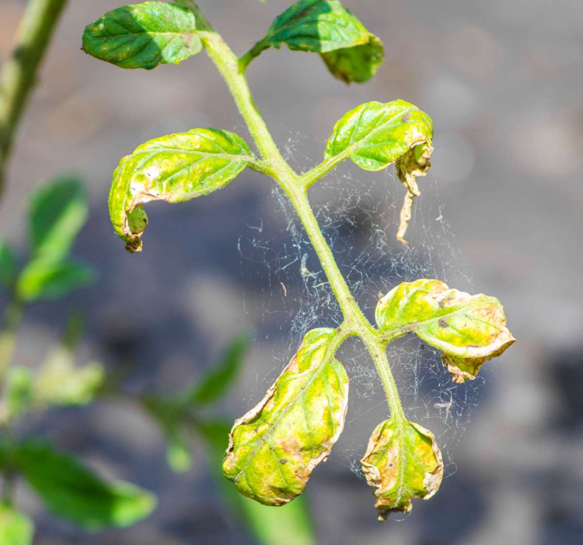Folhas amarelas em plantas de tomate causadas por ácaros-aranha.