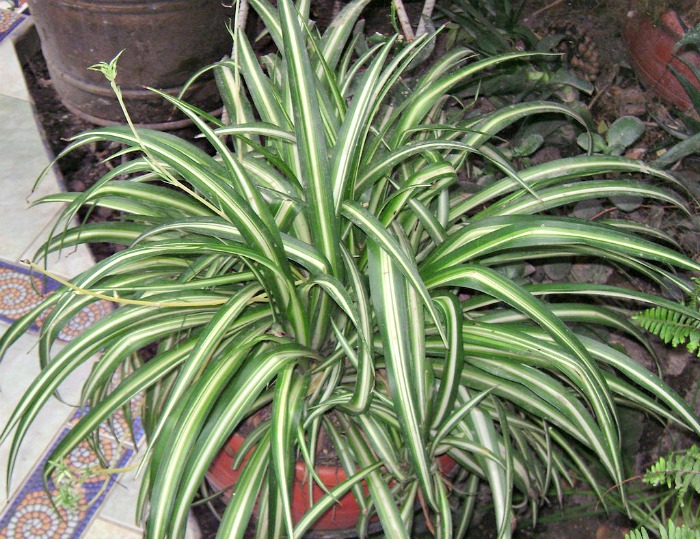 Uma planta-aranha madura em um vaso bege com filhotes começando a crescer dela.