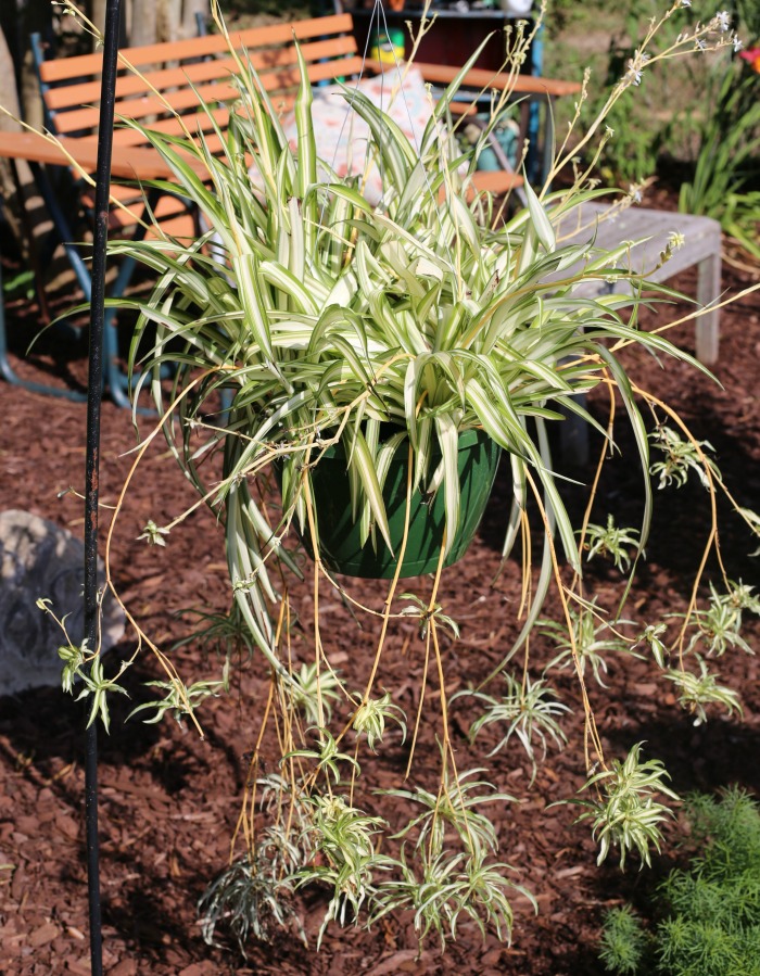 Planta aranha com filhotes