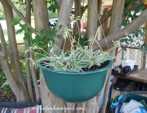 Planta-aranha em um vaso de árvore
