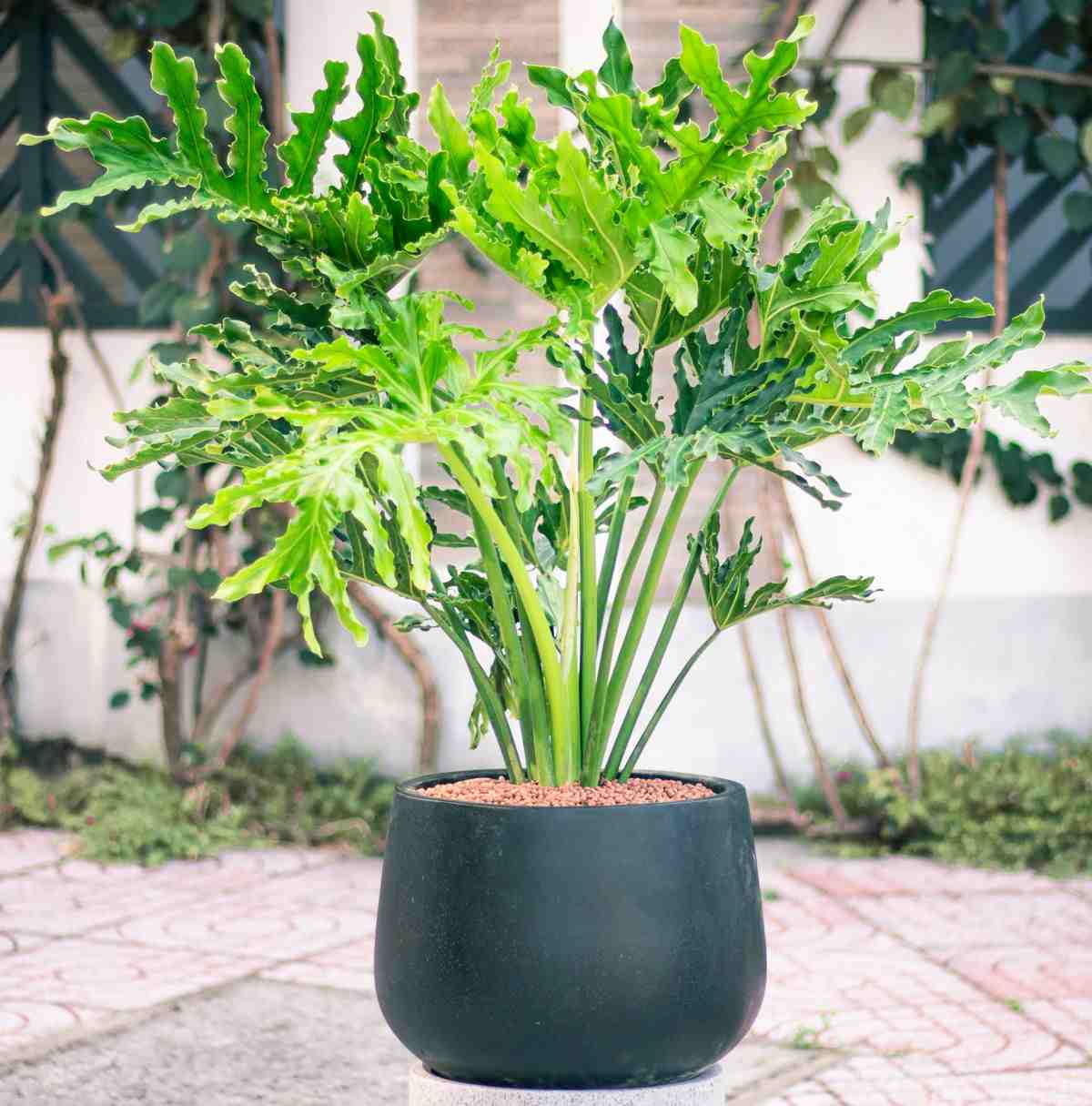 Filodendro de folhas partidas em um vaso preto em um átrio.