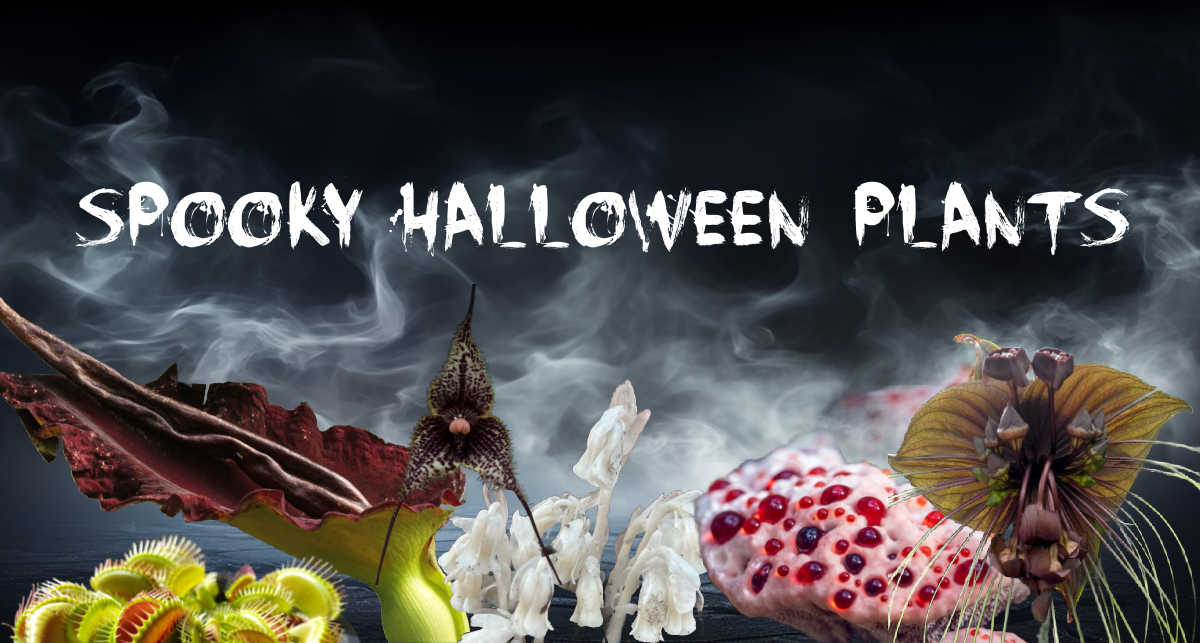 Fundo com névoa e um grupo de plantas assustadoras com as palavras 'Spooky Halloween Plants'.