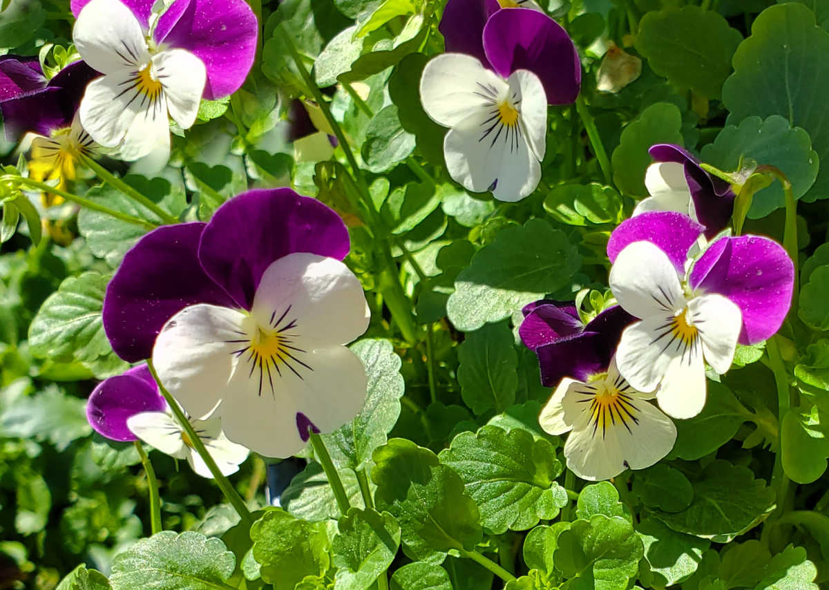 Flores violetas e brancas de viola florescendo na primavera.