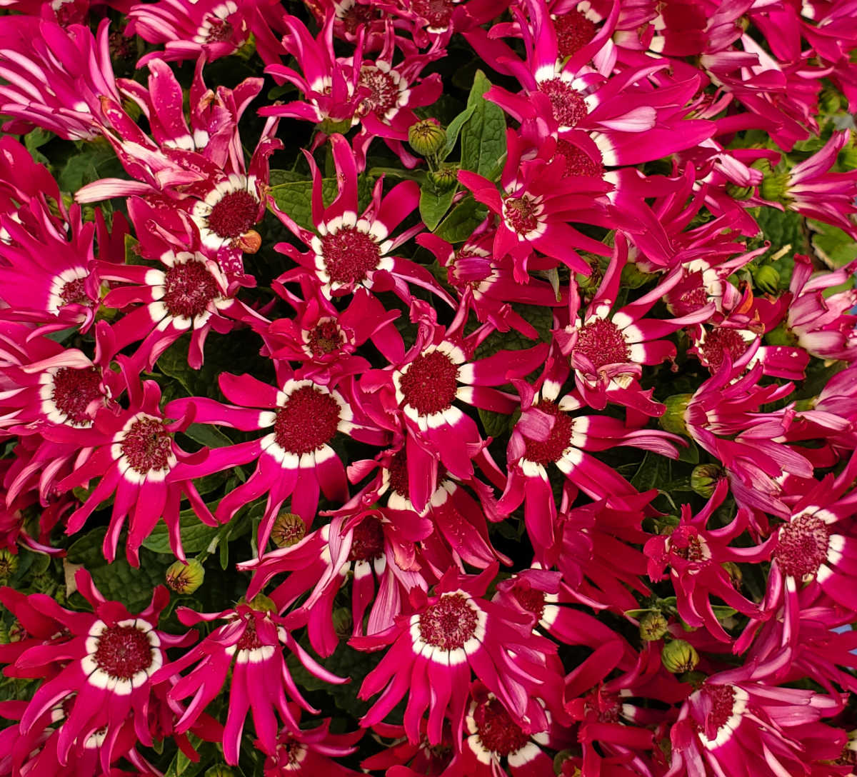 Flores vibrantes rosa e brancas de uma cinerária anual.