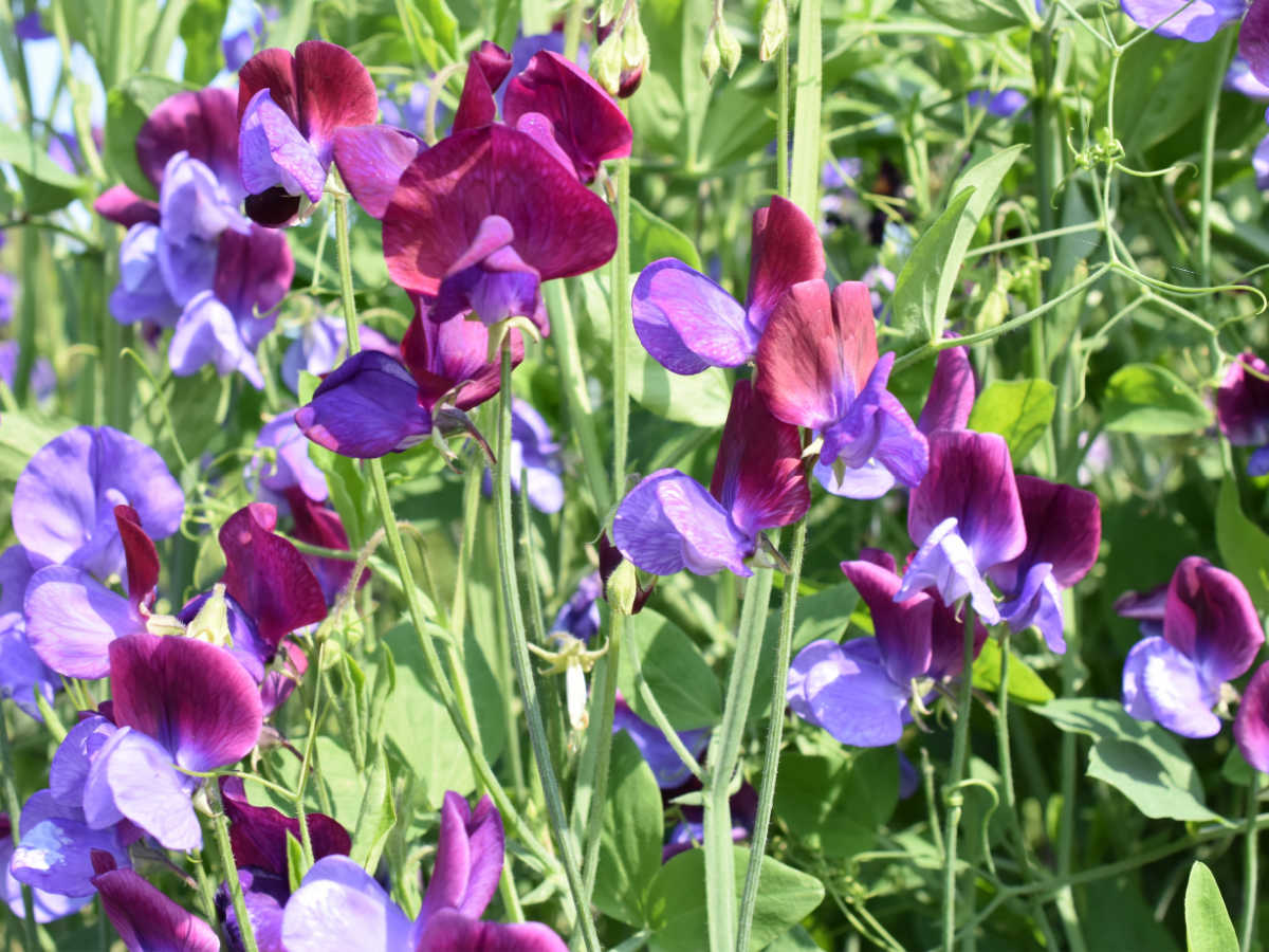 Um close-up de flores de ervilha-de-cheiro roxas e violetas.